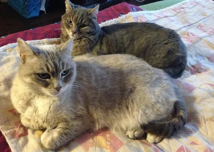 Konukevi - Les Pins - Lempaut