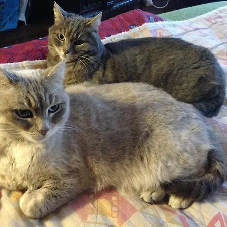 招待所 - Les Pins - Lempaut